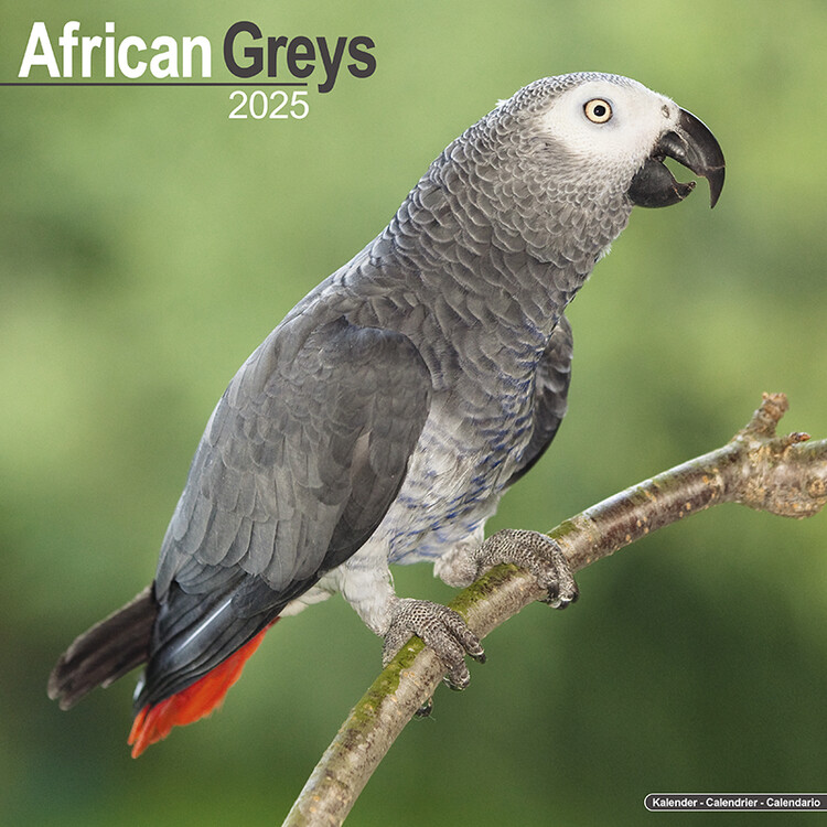 Ημερολόγιο 2027 African Greys