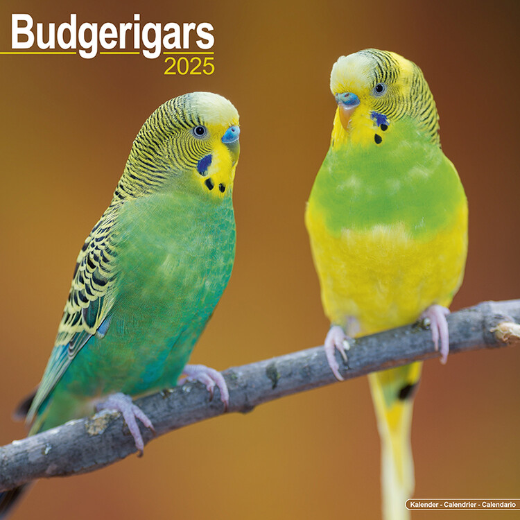 Kalenteri 2027 Budgerigar