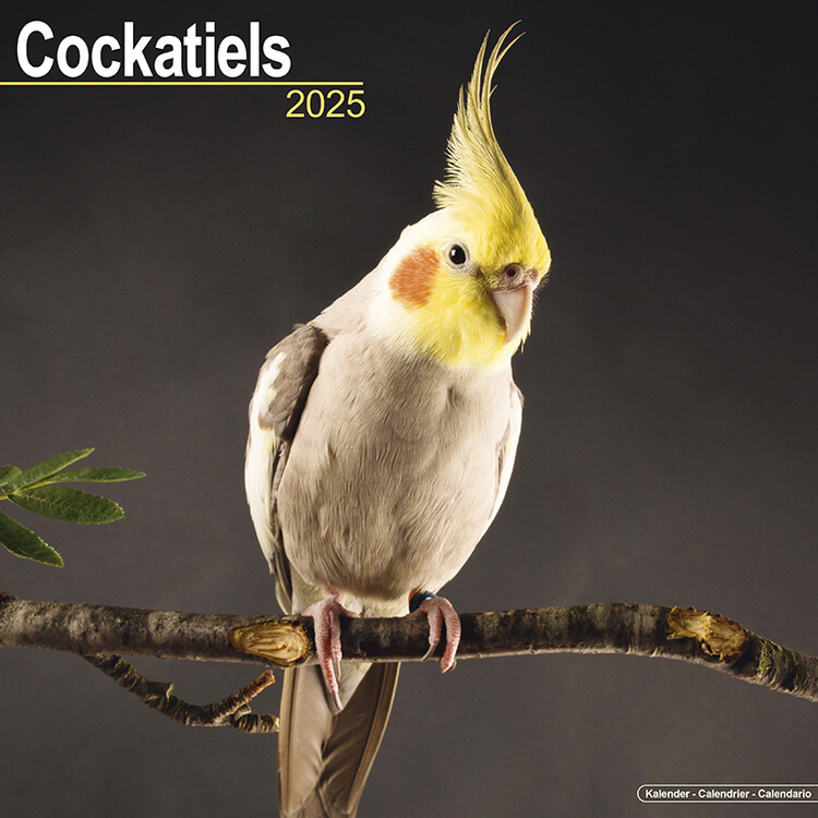 Kalenteri 2027 Cockatiels