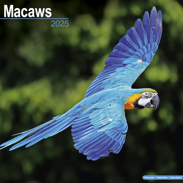 Koledar 2027 Macaws