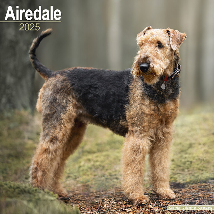 Календар 2027 Airedale