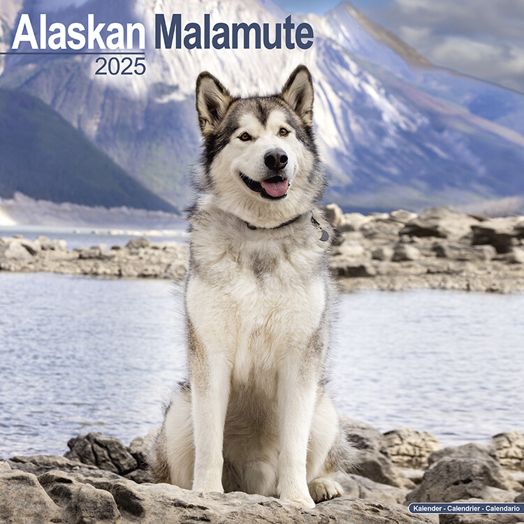 Calendário 2027 Alaskan Malamute
