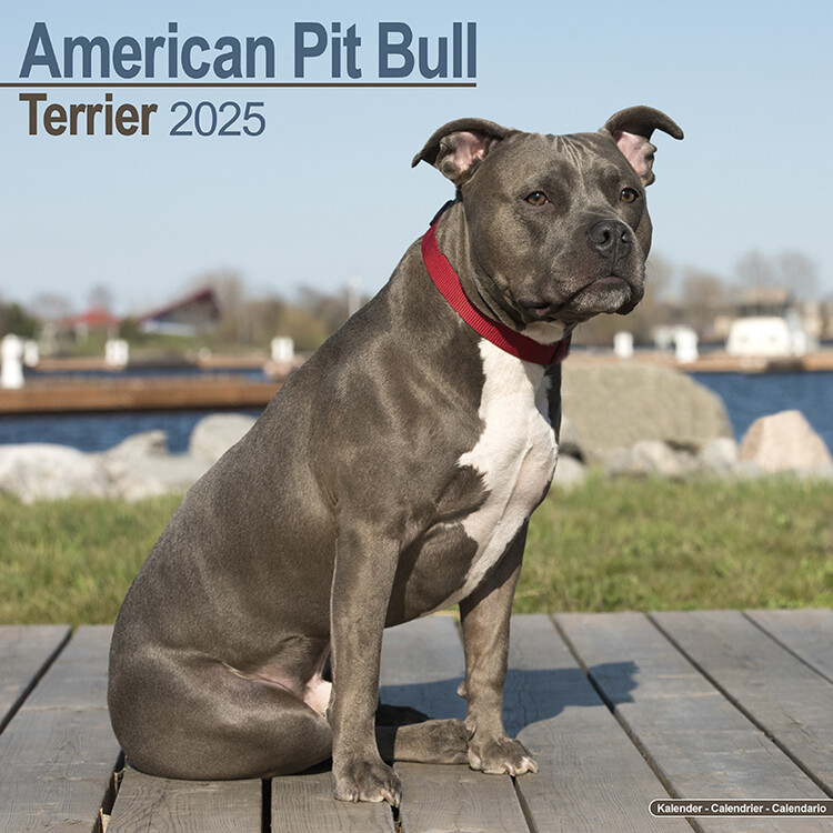 Календар 2027 American Pit Bull Terrier