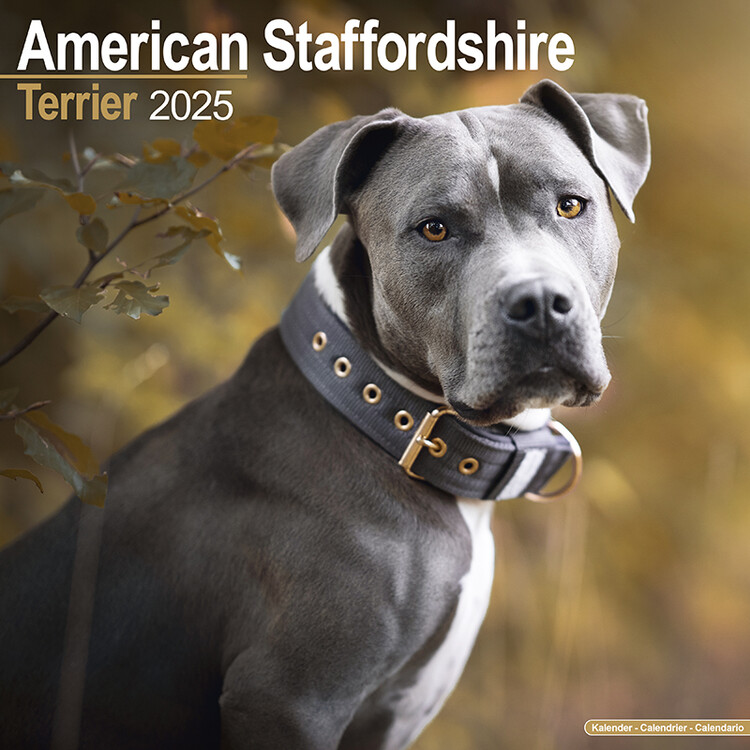 Календар 2027 American Staffordshire Terrier