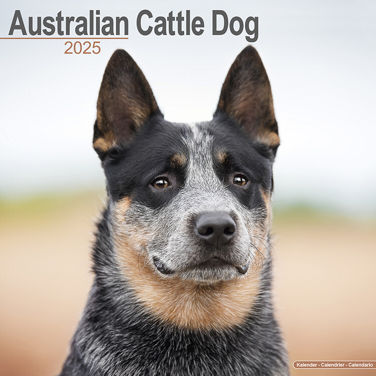 Kalenteri 2027 Australian Cattle Dog