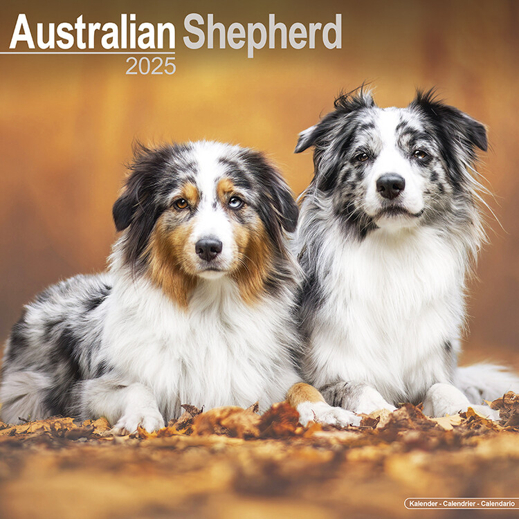 Calendar 2027 Australian Shepherd