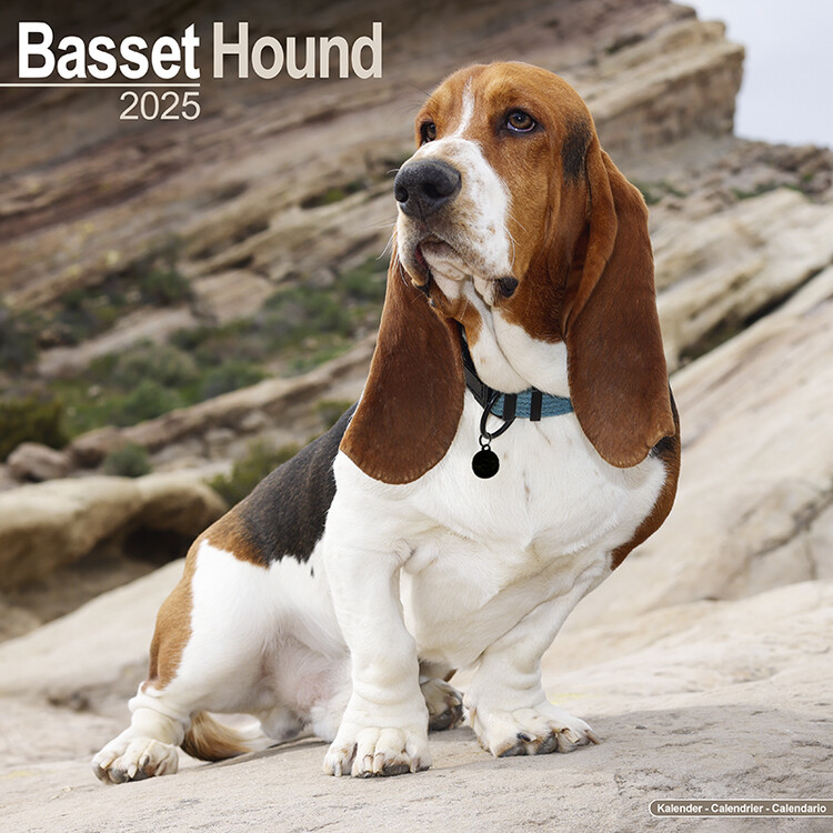 Calendar 2027 Basset Hound