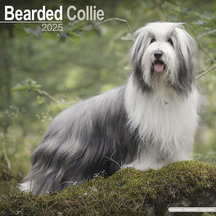Calendar 2027 Bearded Collie