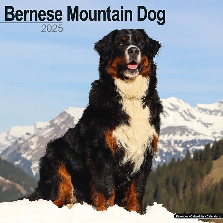 Ημερολόγιο 2027 Bernese Mountain Dog