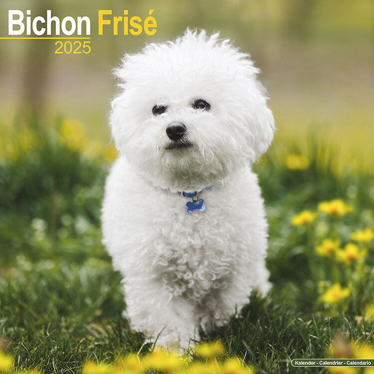 Kalenteri 2027 Bichon Frise