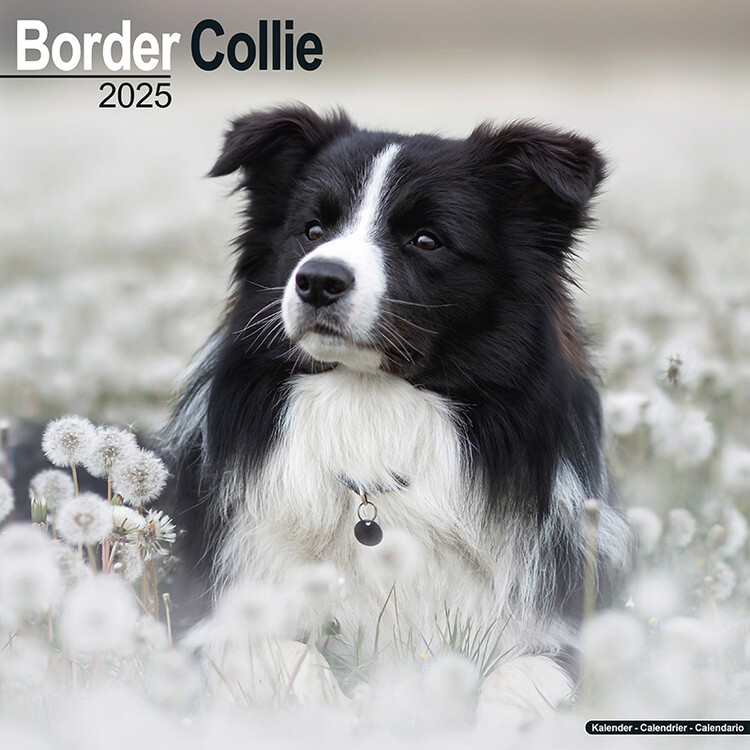 Koledar 2027 Border Collie