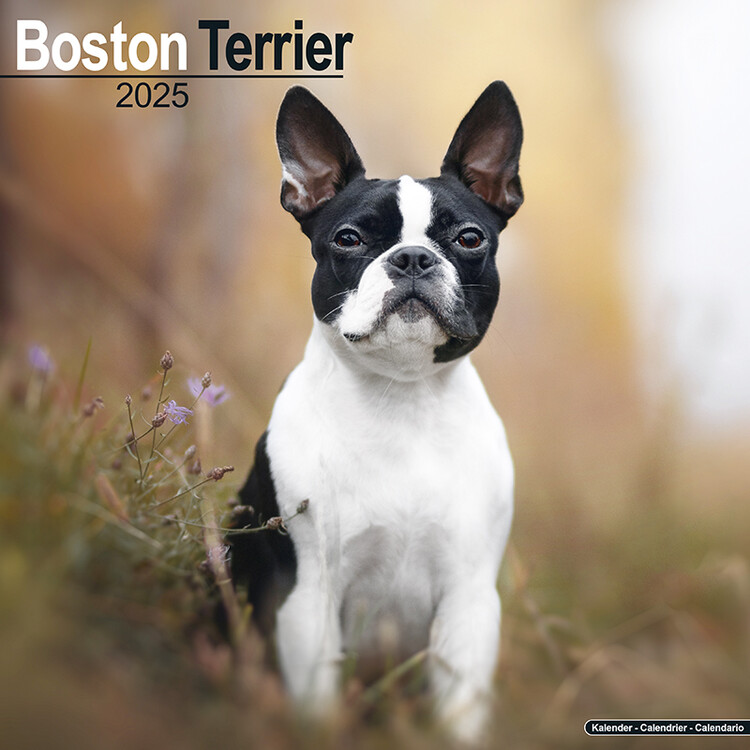 Ημερολόγιο 2027 Boston Terrier