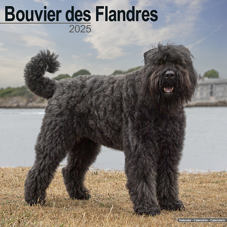 Календар 2027 Bouvier des Flandres