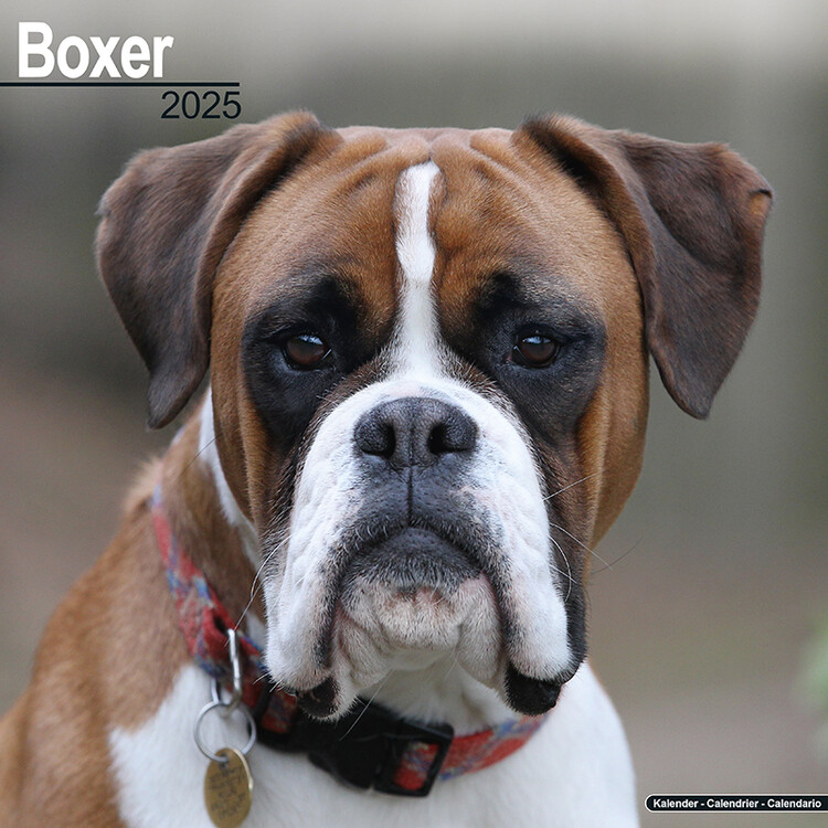Ημερολόγιο 2027 Boxer