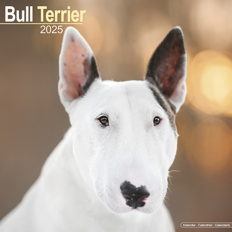 Calendar 2027 Bull Terrier