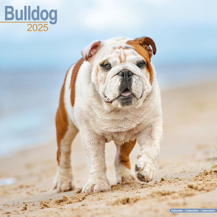 Ημερολόγιο 2027 Bulldog