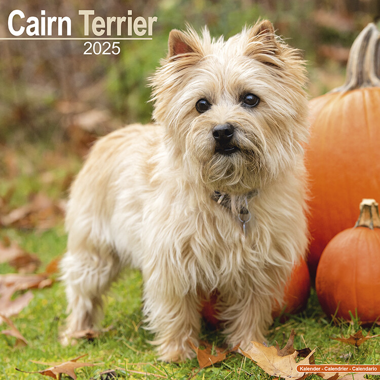 Календар 2027 Cairn Terrier