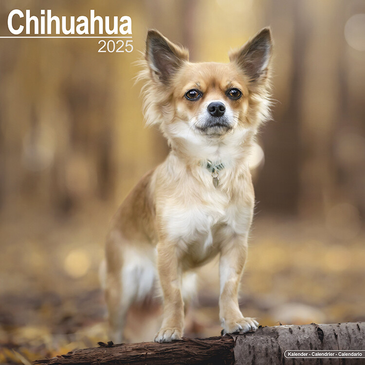 Calendar 2027 Chihuahua