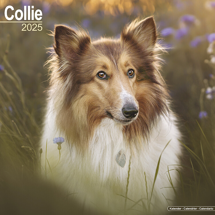 Календар 2027 Collie