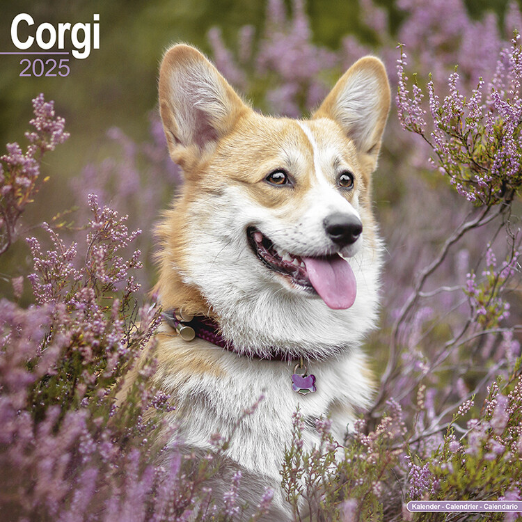 Koledar 2027 Corgi