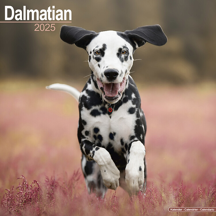 Kalenteri 2027 Dalmatian