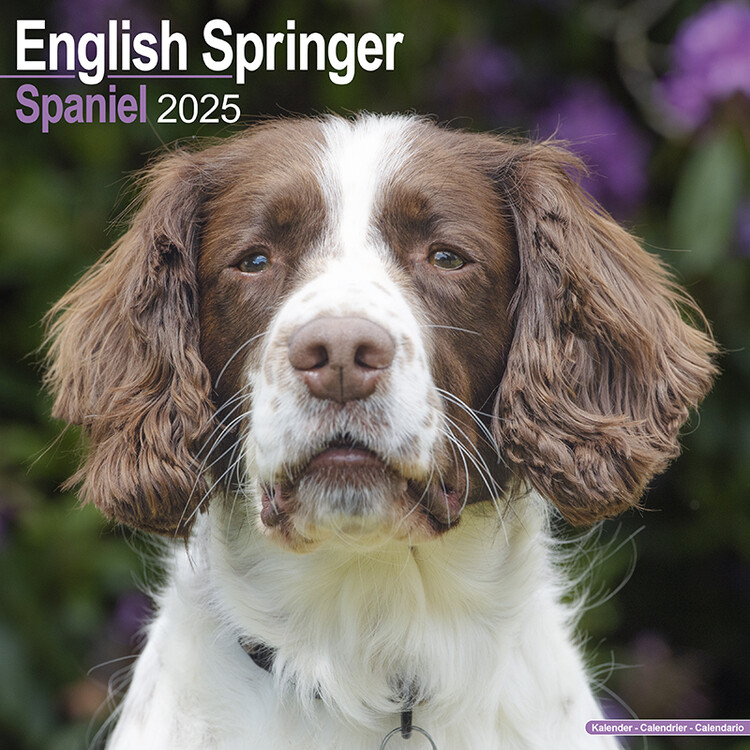 Ημερολόγιο 2027 Eng Springer Spaniel