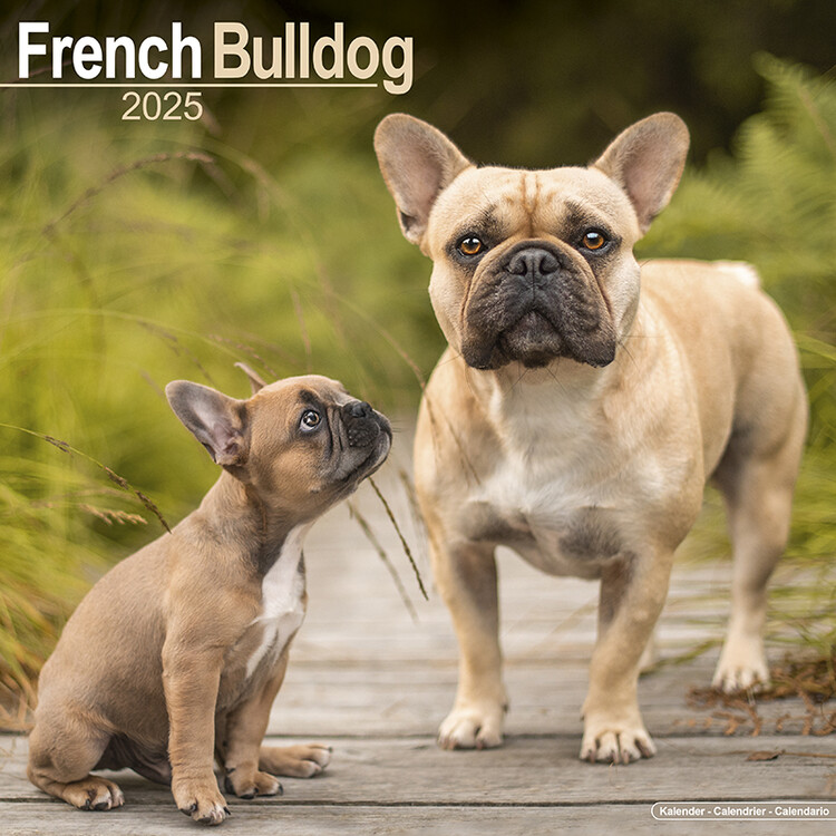 Calendar 2027 French Bulldog