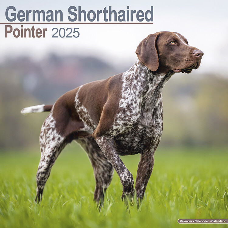 Ημερολόγιο 2027 German ShortHair Pointer