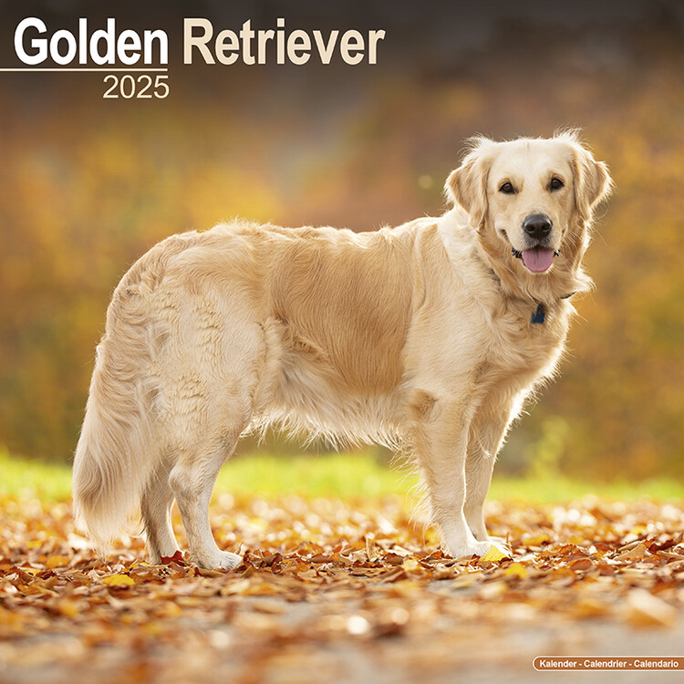 Kalenteri 2027 Golden Retriever