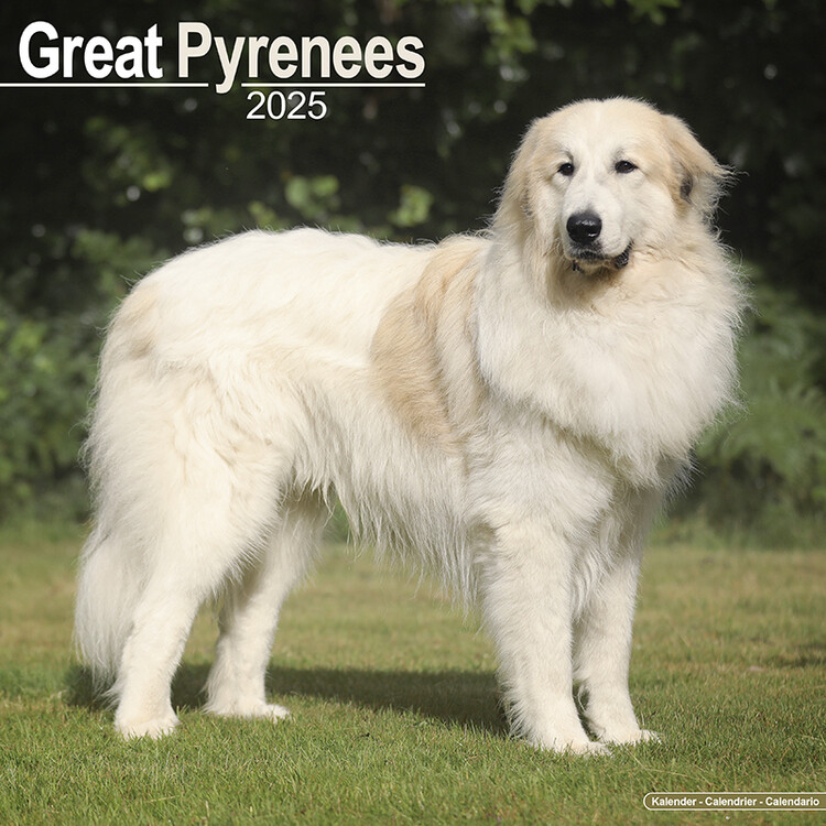 Ημερολόγιο 2027 Great Pyrenees