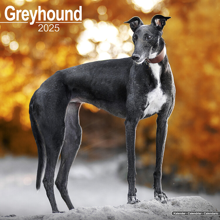 Kalenteri 2027 Greyhound
