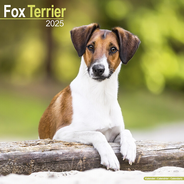 Kalenteri 2027 Fox Terrier
