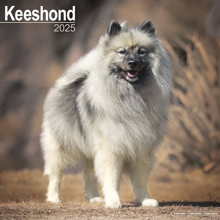Kalenteri 2027 Keeshond