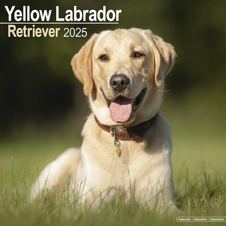 Calendar 2027 Labrador Ret (Yellow)