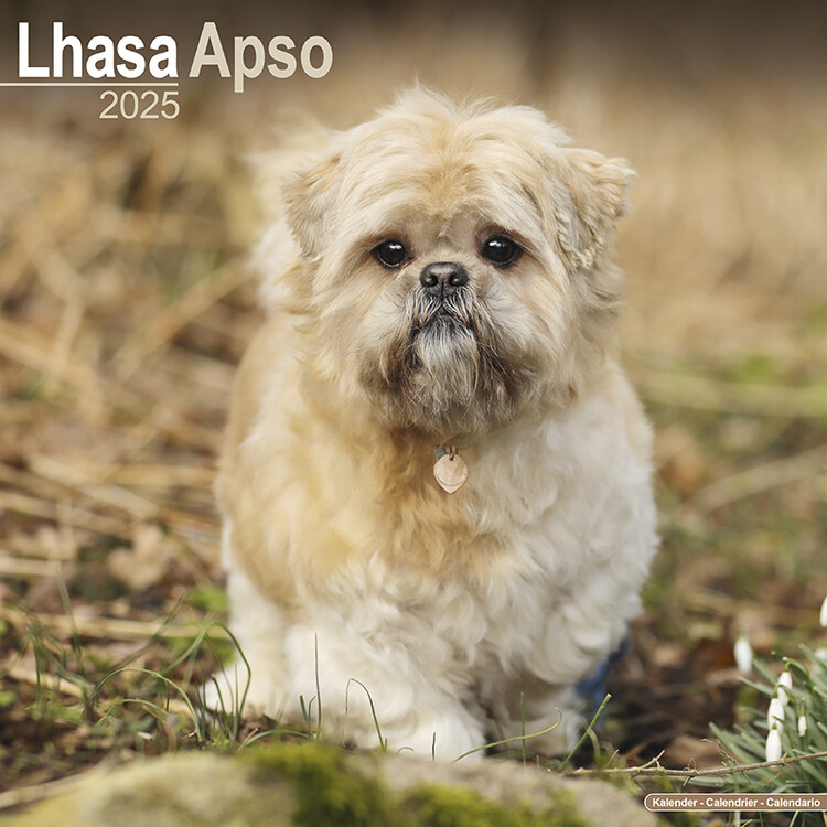 Kalenteri 2027 Lhasa Apso