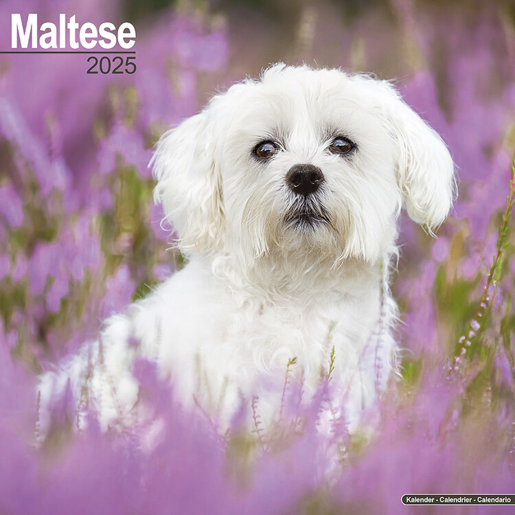 Календар 2027 Maltese
