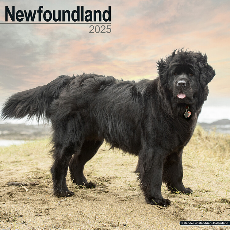Календар 2027 Newfoundland
