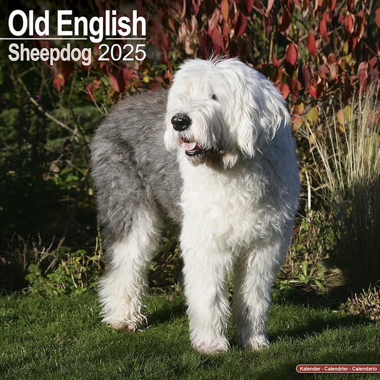 Календар 2027 Old English Sheepdog