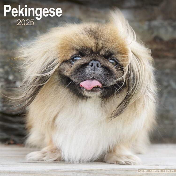 Ημερολόγιο 2027 Pekingese