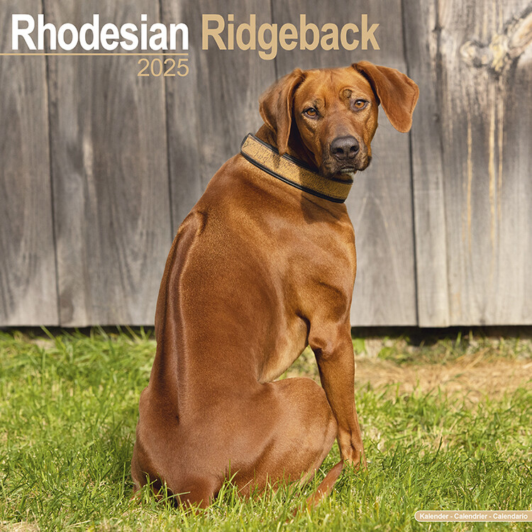 Ημερολόγιο 2027 Rhodesian Ridgeback