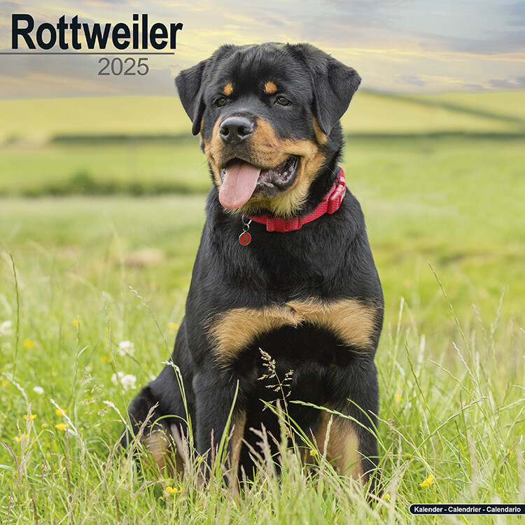 Kalenteri 2027 Rottweiler