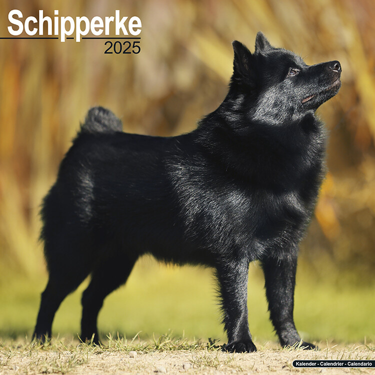 Kalenteri 2027 Schipperke