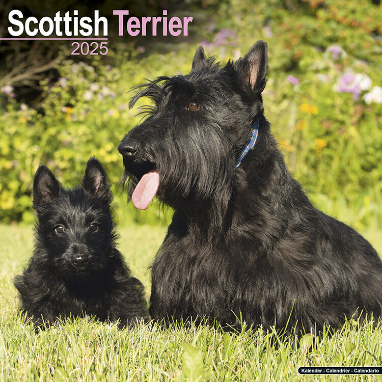 Kalenteri 2027 Scottish Terrier