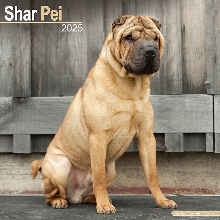 Ημερολόγιο 2027 Shar Pei