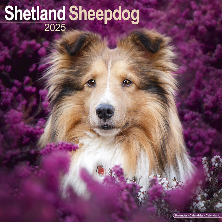 Calendar 2027 Shetland Sheepdog