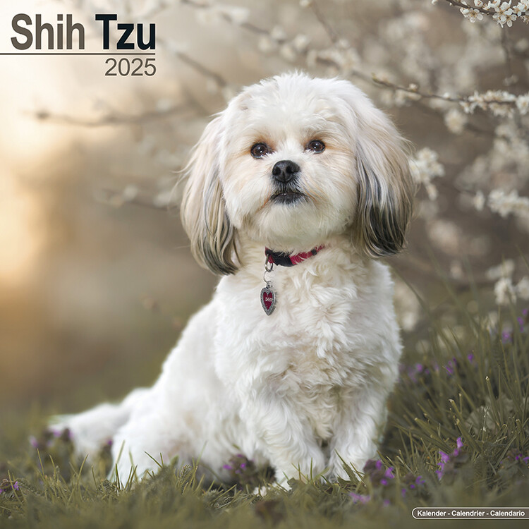 Ημερολόγιο 2027 Shih Tzu