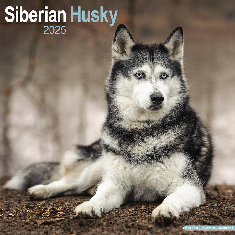 Kalenteri 2027 Siberian Husky