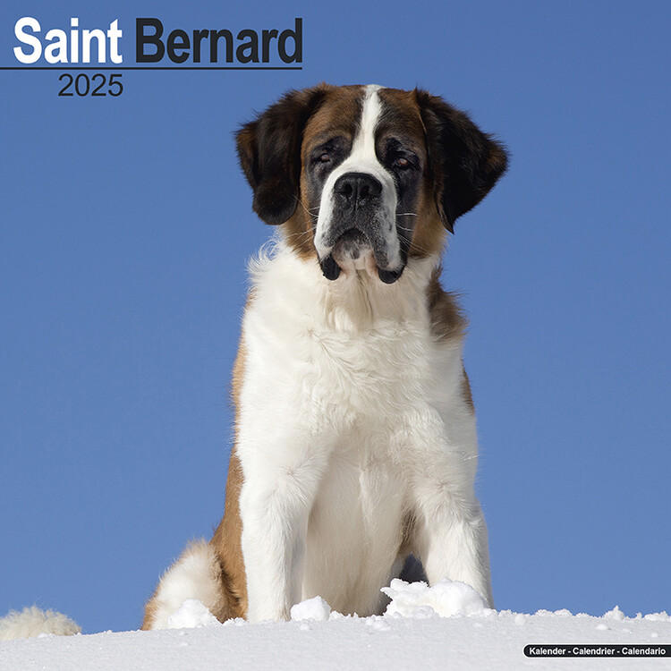Ημερολόγιο 2027 Saint Bernard