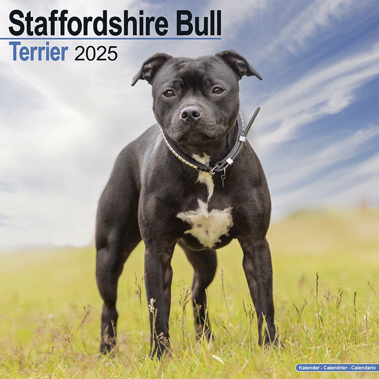 Календар 2027 Staffordshire Bull Terrier