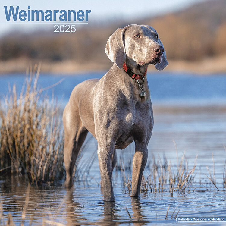 Kalenteri 2027 Weimaraner